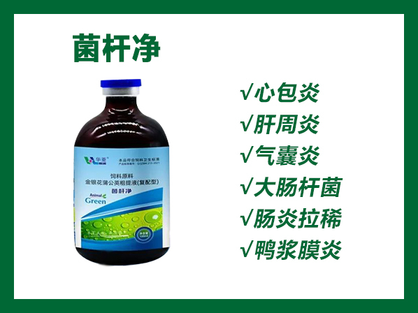 菌桿凈——大腸桿菌、桿周炎、心包炎，精選中藥、綠色無抗、療效確切